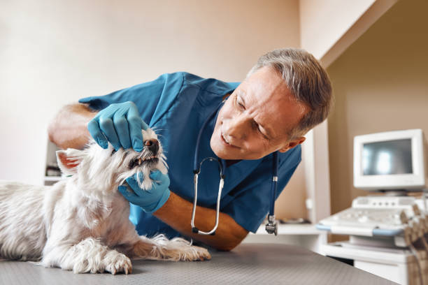 Best Emergency Dental Care for Broken or Chipped Teeth in Baldwinsville, NY